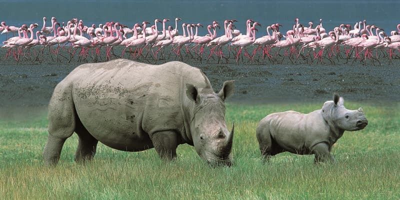 5 Days Masai Mara & Lake Nakuru Safari